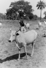 Skot zebu