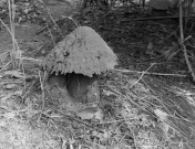 Termitiště ve tvaru houby