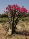 Adénium ztloustlé naboli pouštní růže