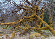 Cínovec - stromy, 2022