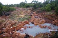 Rašeliniště Georgenfelder, 2022