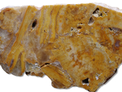 Travertin, Tučín, 66 mm