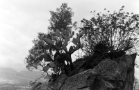 Zátiší nad Galtelli